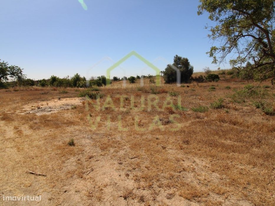 Terreno Rústico Plano em Pechão | Arrendamento