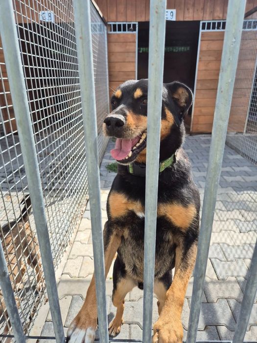 Blagamy o dom dla Snapiego