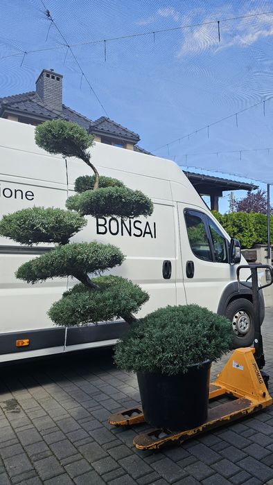 Bonsai  rośliny formowane