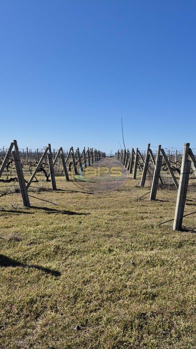 Виноградне господарство «під ключ» на березі лиману. Виноградник. Свердловина. Вода. Полив