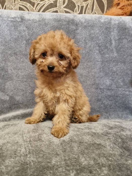 Хлопчики той пуделя