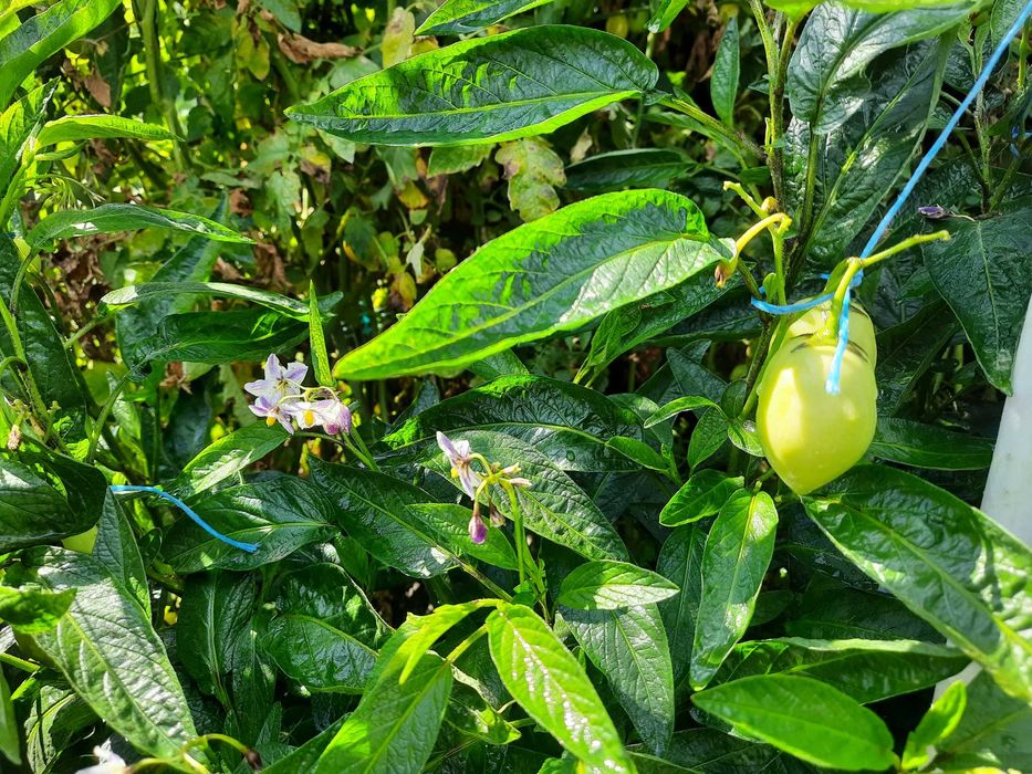 Пепіно Рамзес насіння 15 шт.