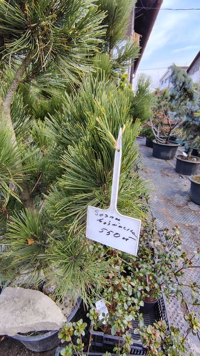 Sosna Bośniacka - Pinus Heldereichi