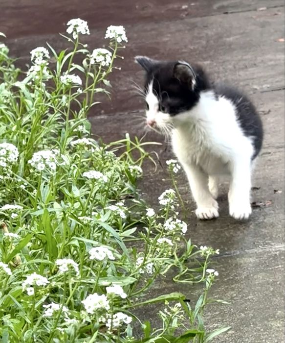 котик горошок, в добрі руки