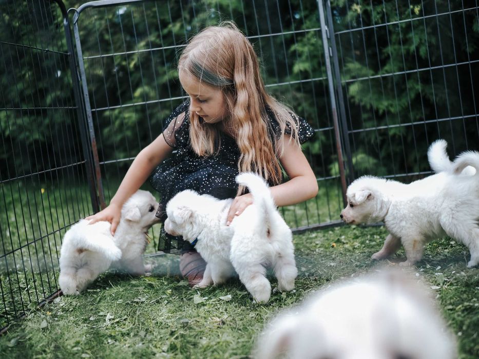 Biały Owczarek Szwajcarski Szczeniak Hodowla Pies