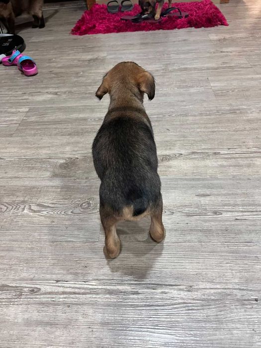 Cadela para adoção