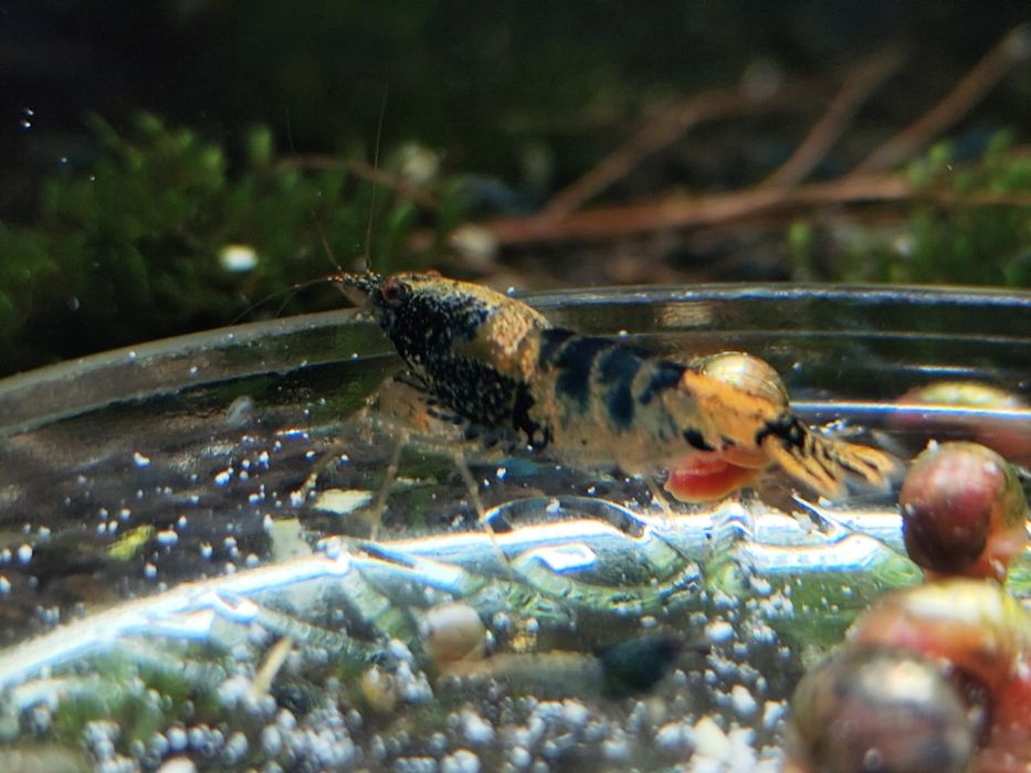 Krewetki caridina Crazy blue