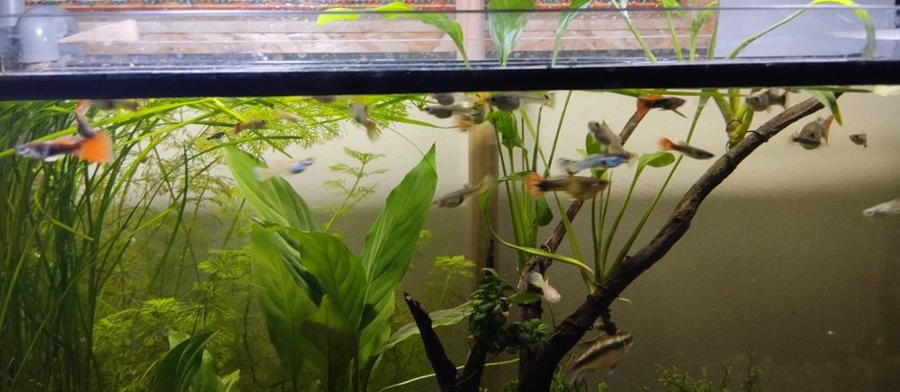 Guppies e kribensis juvenis 1€