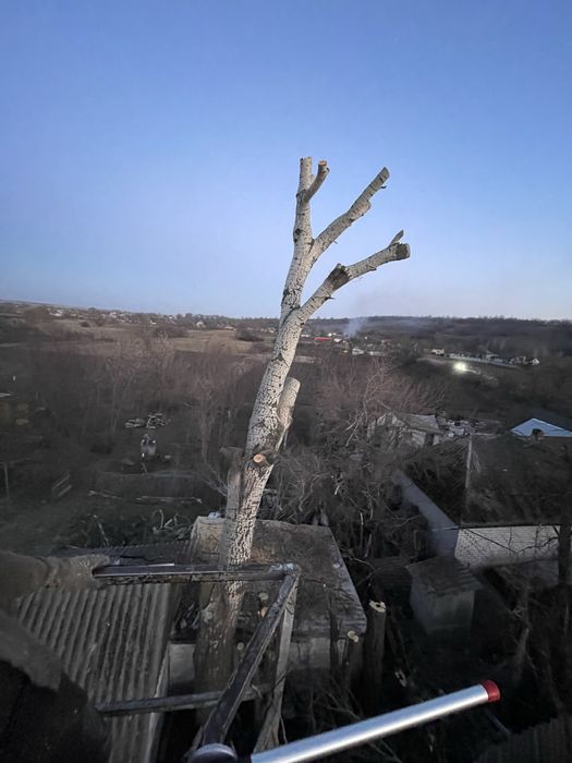 Спил деревьев с вышкой и без Вывоз Бесплатно