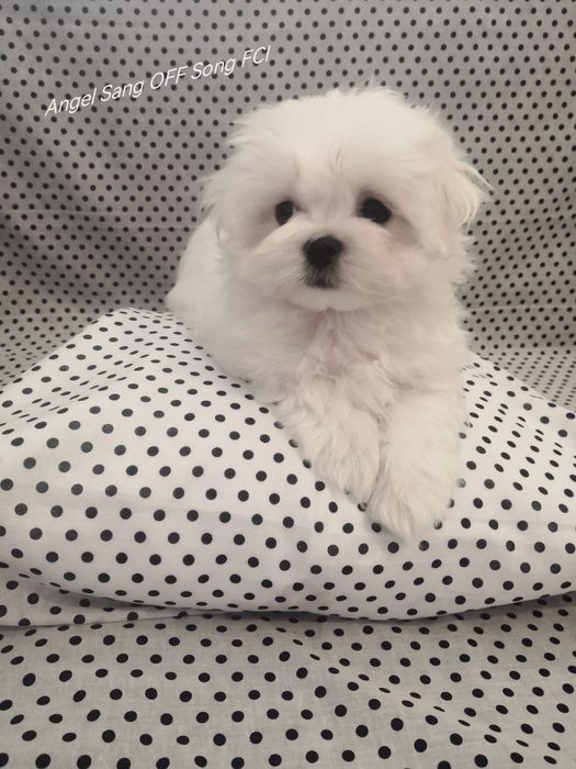 Maltańczyk szczeniaczek Michel Fci