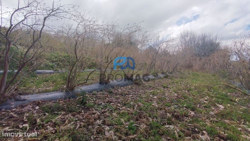 Terreno Urbanizável de 7959 m² com Armazém