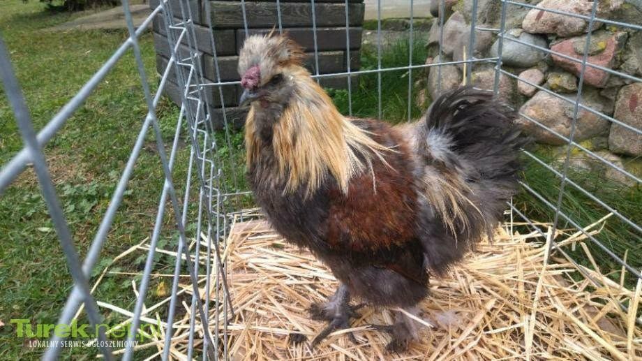 Kogutki i kurki  silki  sprzedam