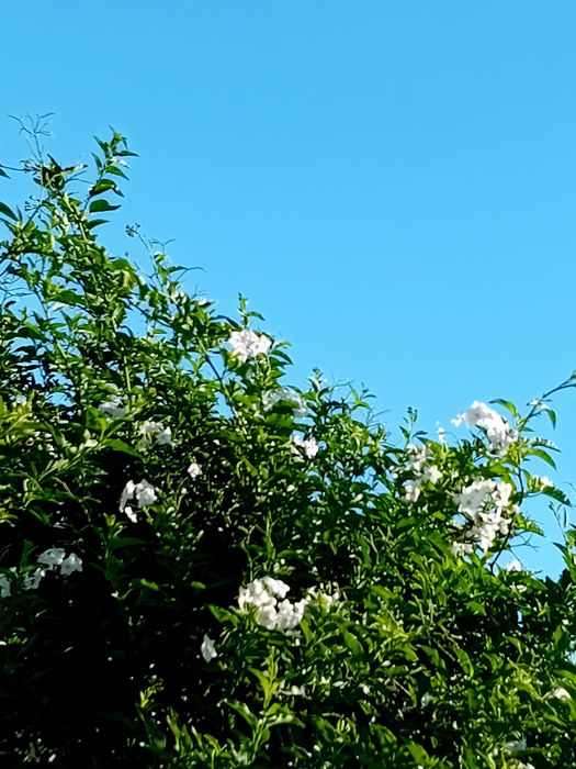 Trepadeira Solanum Jasminoides erva moura