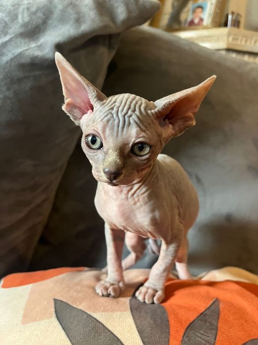 Sphynx  femea maravilhosa