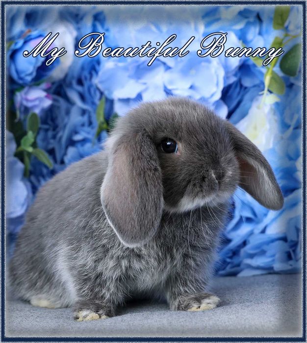 Piękny Królik Mini Lop - Blue Otter