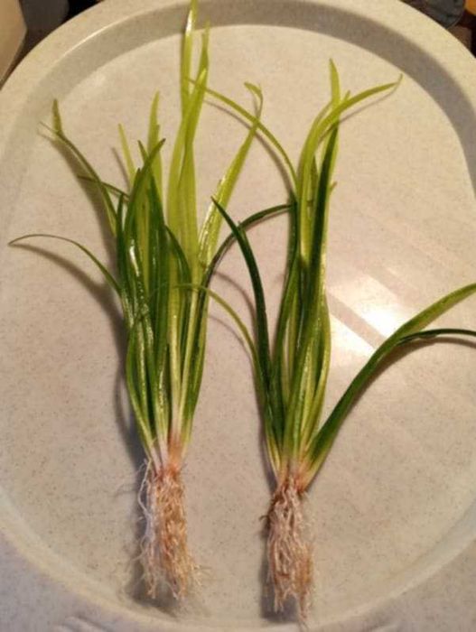 Sprzedam roślinę akwariową "nurzaniec"