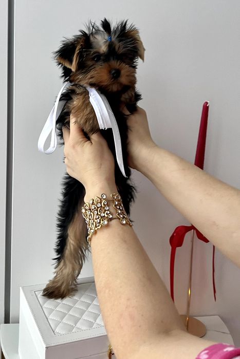 VIP Йорки  — Маленькі щастячка готові до переїзду