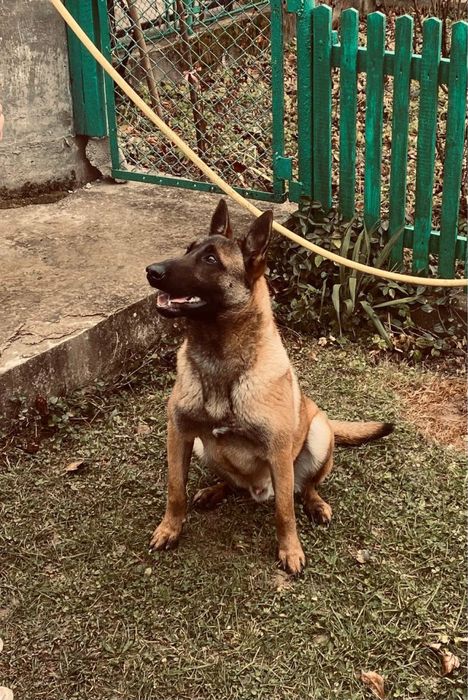 Бельгійська Вівчарка Малінуа пропонуйте ціну