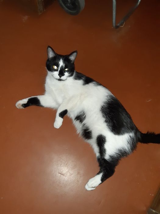 Віддам котиків добрим людям