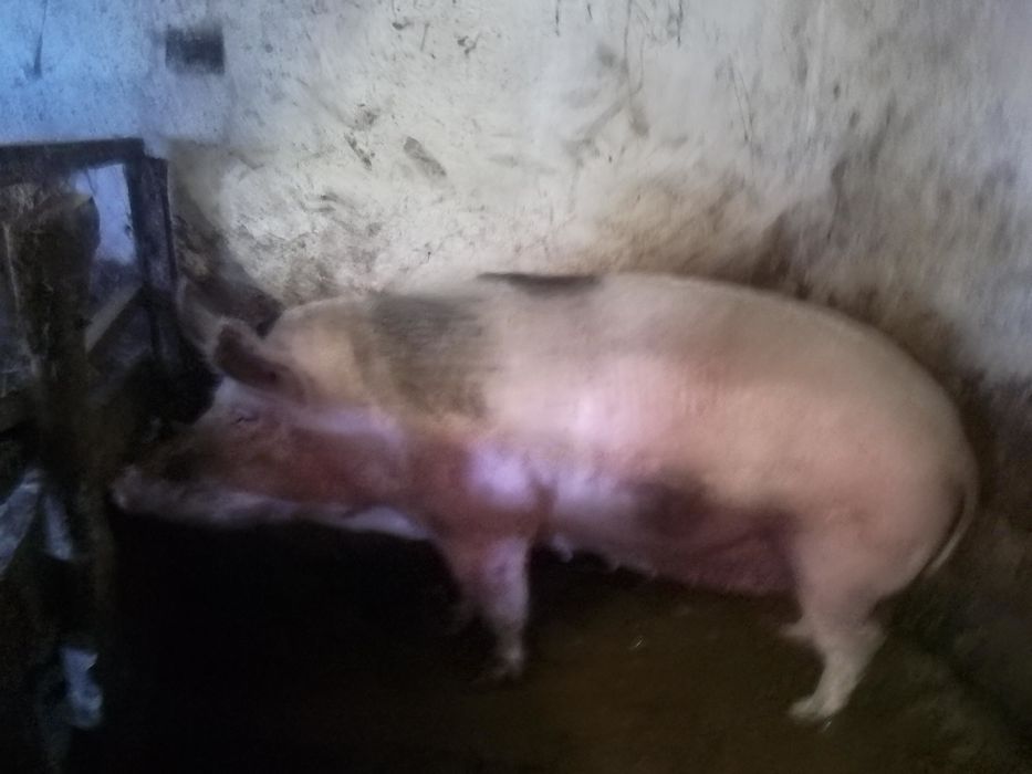 Свині  жива вага.