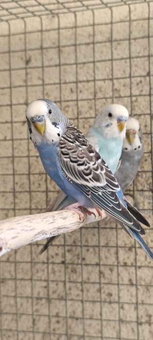 Periquito  antracites SF