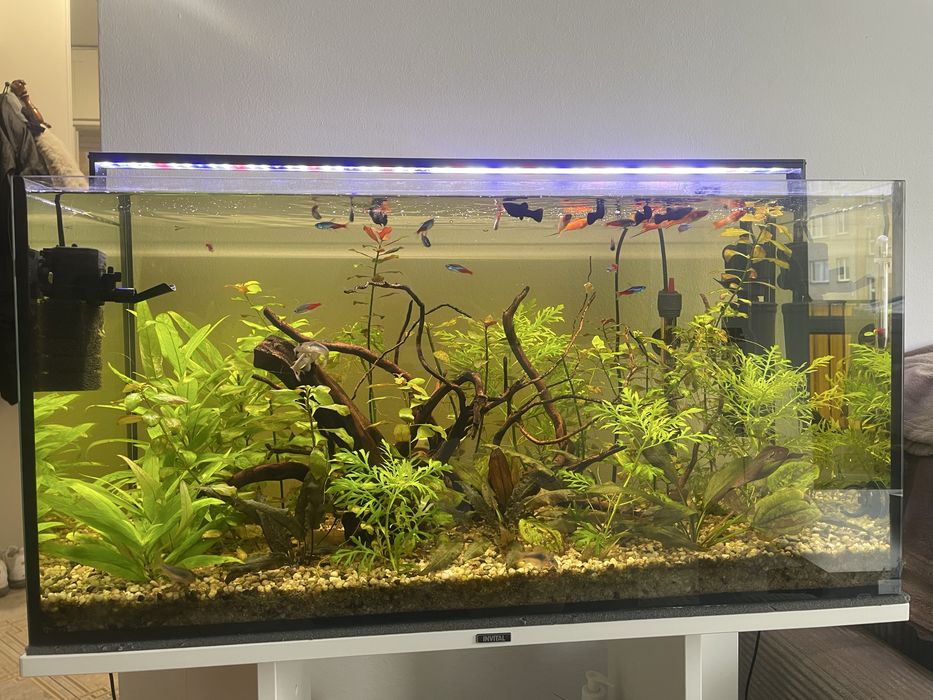 Akwarium 112l z szafka invital