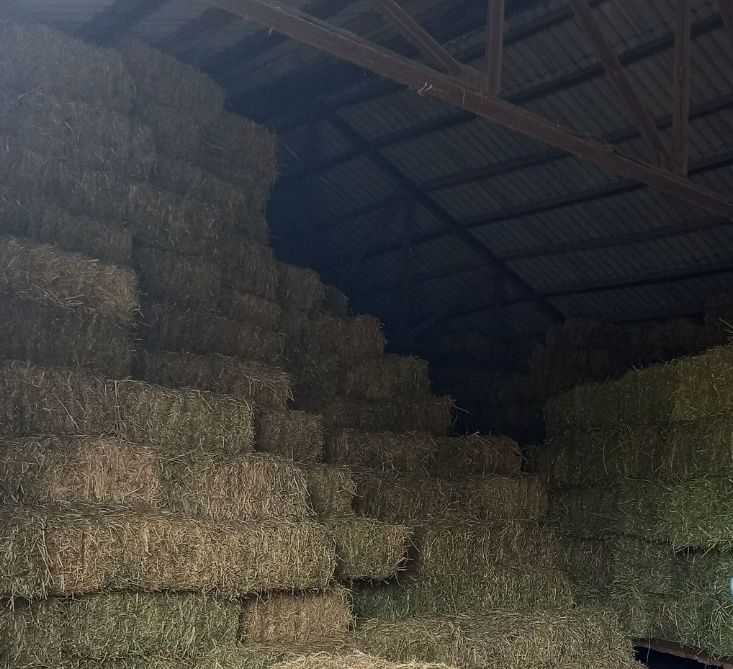 Продам свіже польове сіно