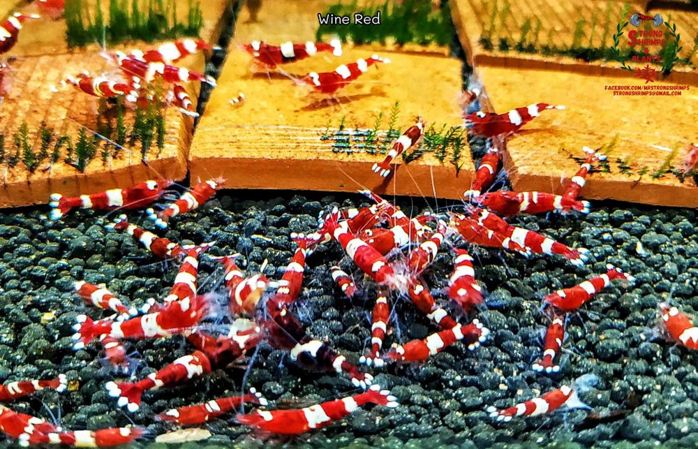 Krewetki Caridina Wine Red ZAMIANA GRATIS PROMOCJA