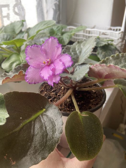 Fiolek odmianowy Kris