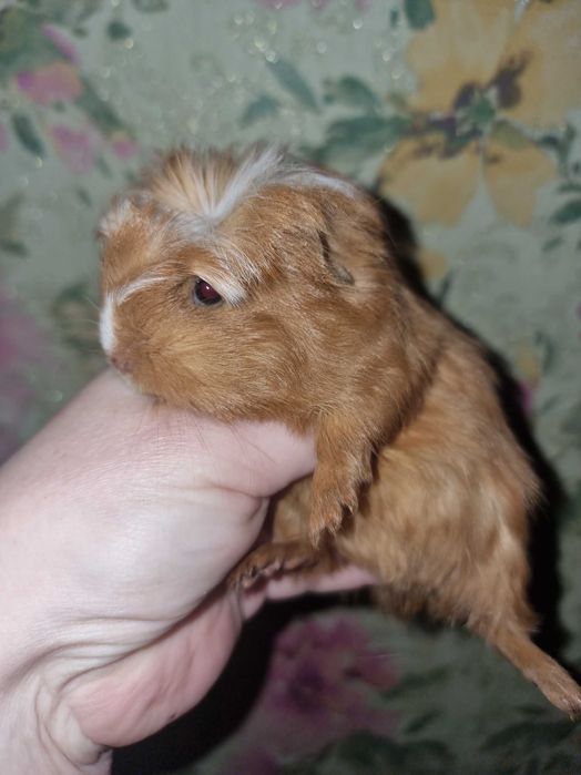 Морская свинка коронет