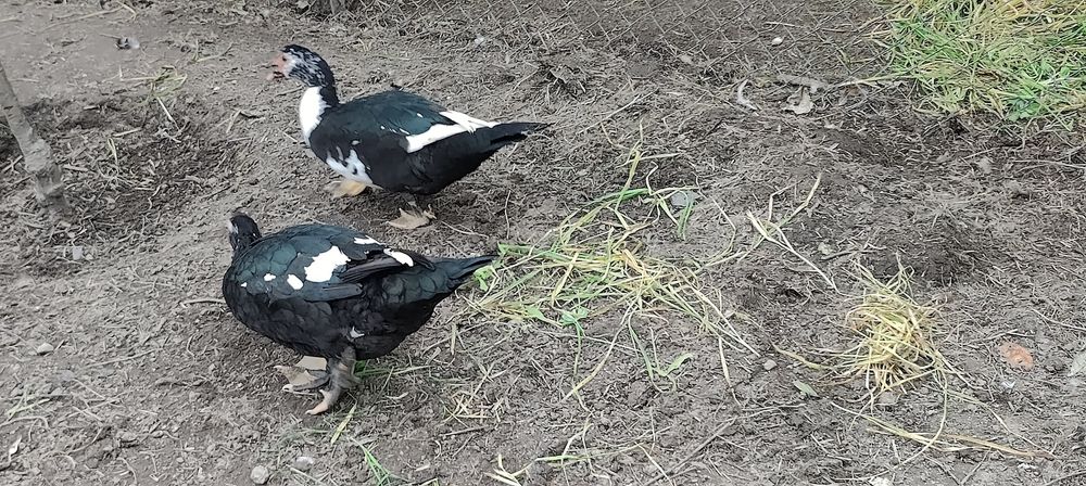 Casais de patos mudos