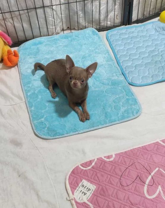 Лілова міні дівчинка, документи КСУ.