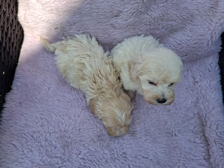 Piesek Maltipoo    .
