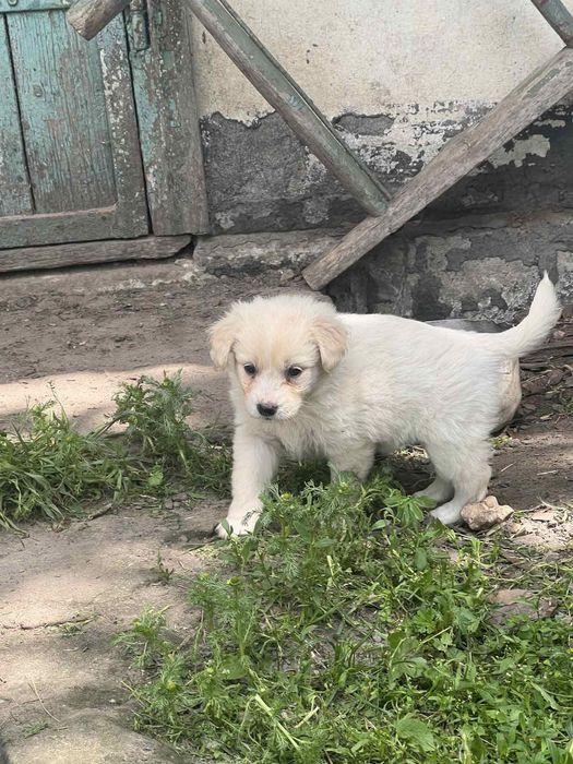 Віддаємо в добрі руки цуценят