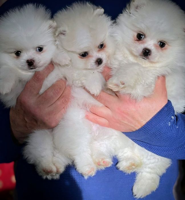 Продам цуценят породи шпіц