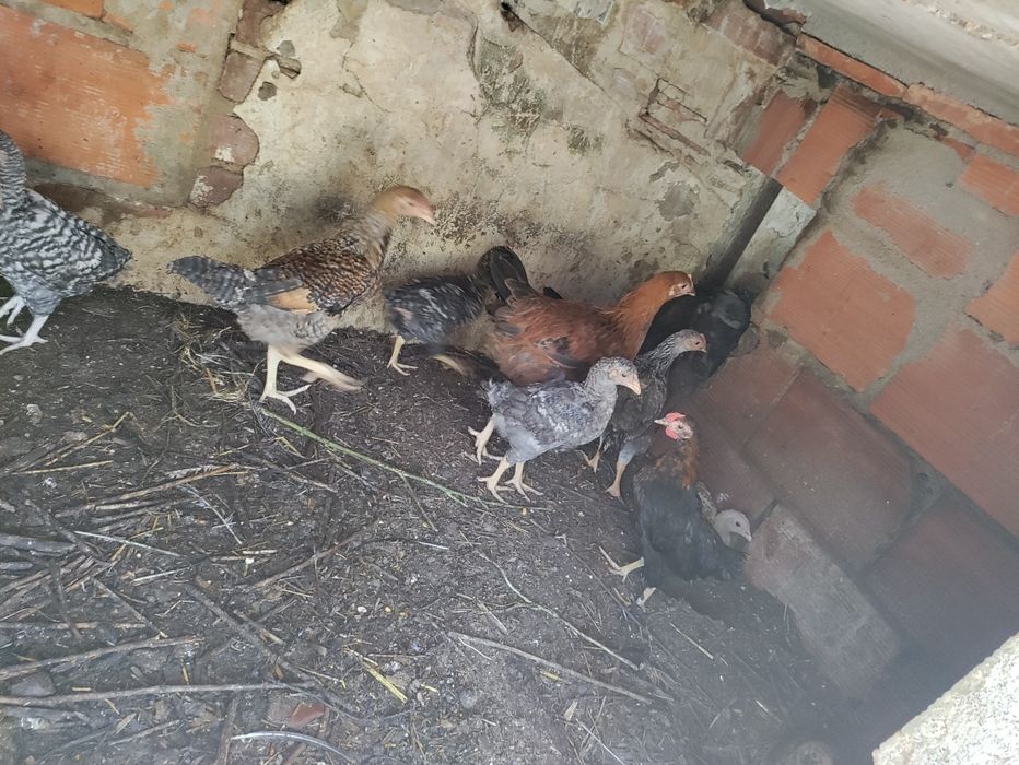 Frangos de várias raças