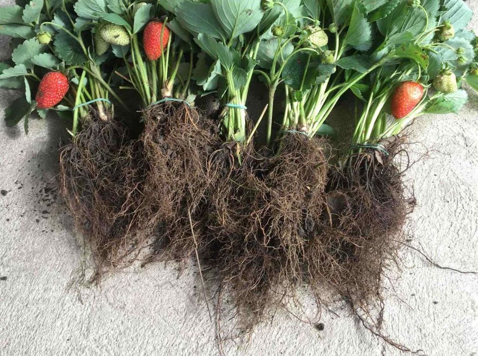 Саджанці полуниці, малини та смородини оптом, Родріб. Кращі сорти