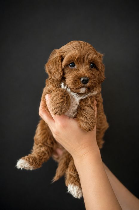 Cavapoo cavalier pudel