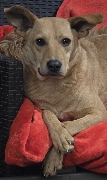 15kg sunia do adopcji