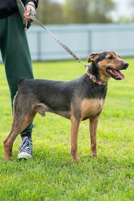 Rollo pies do adopcji