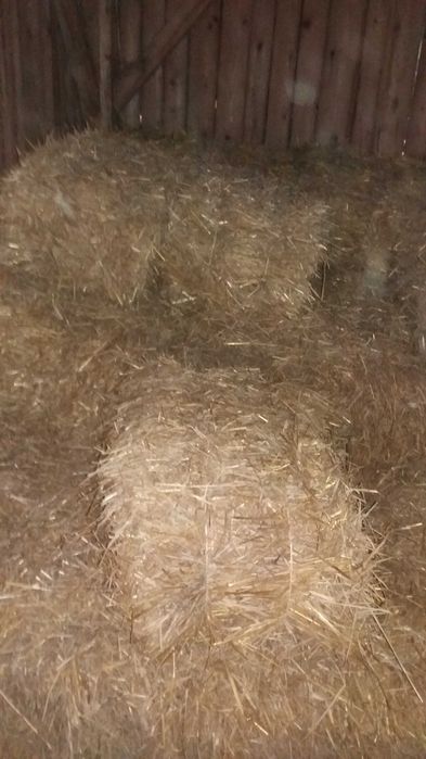 Sprzedam słomę baliki z 2025 r  kostki  duże  pszenna i owsiana