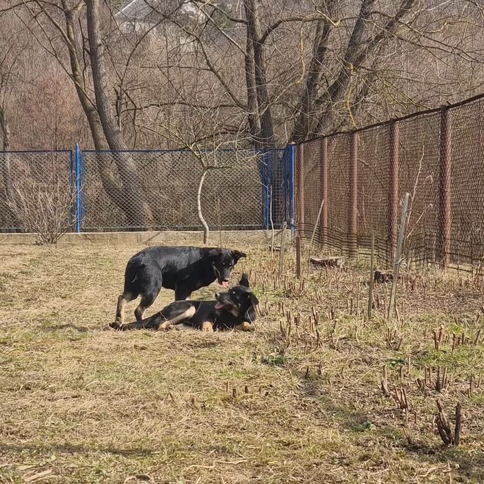 Собаки в добрі руки