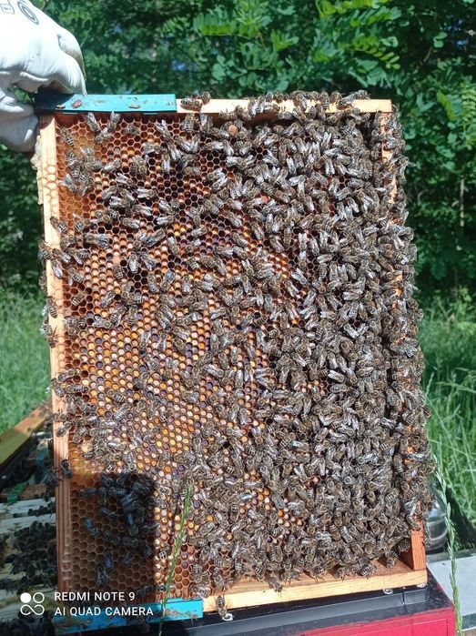 Odkłady pszczele na ramce wielkopolskiej