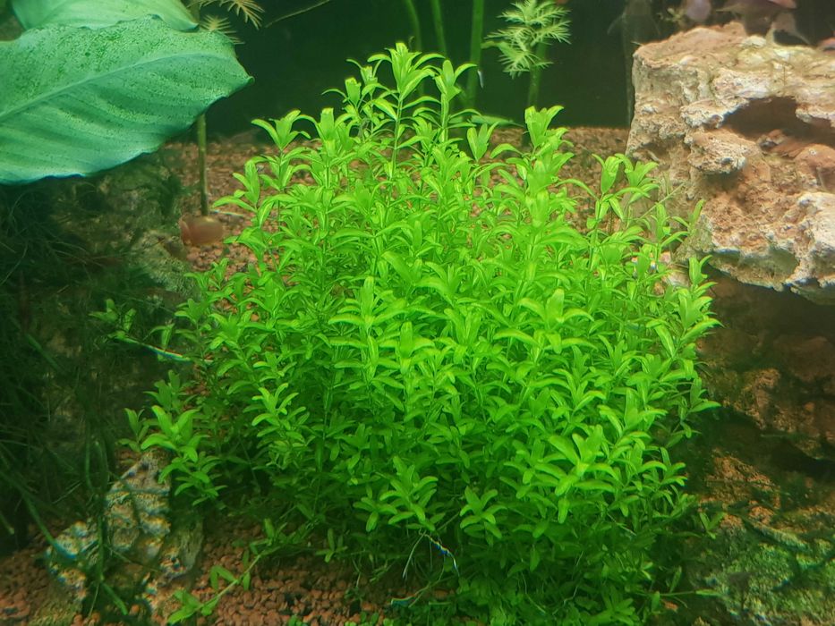 Pack plantas de aquário fácil manutenção