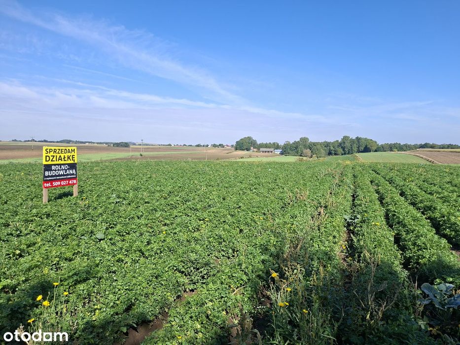 Działka rolna z możliwością zabudowy w miejscowości KOCINA (2,37 ha)