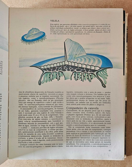 Segredos do Mar - O Mundo Fascinante dos Oceanos e das Ilhas