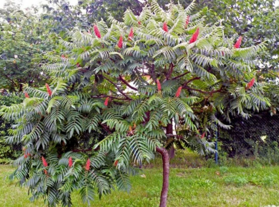 Sumak octowiec piękny