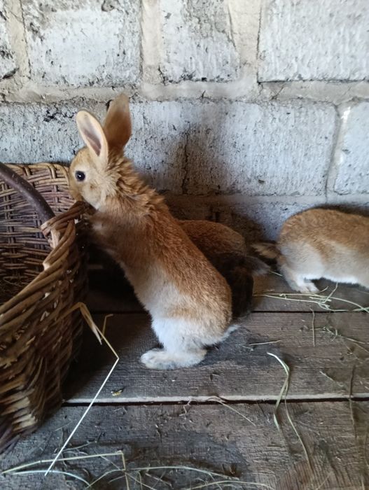 Króliki młode i dorosłe