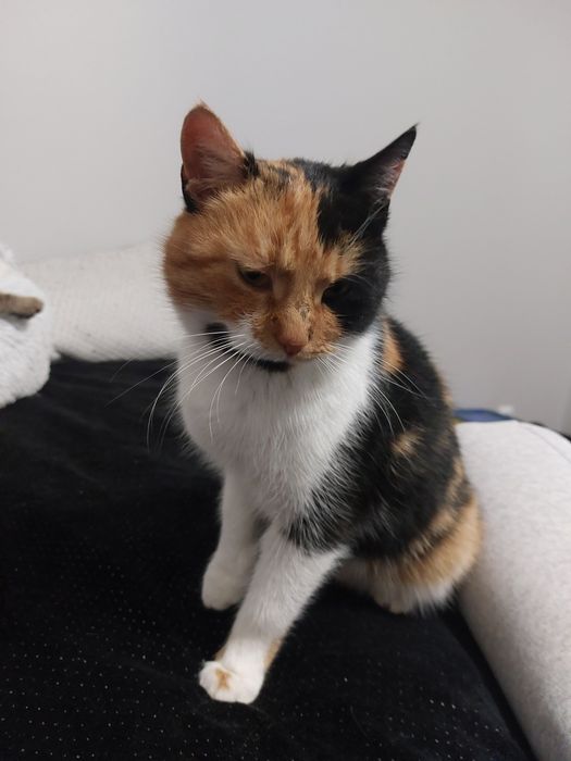 Mela koteczka do adopcji