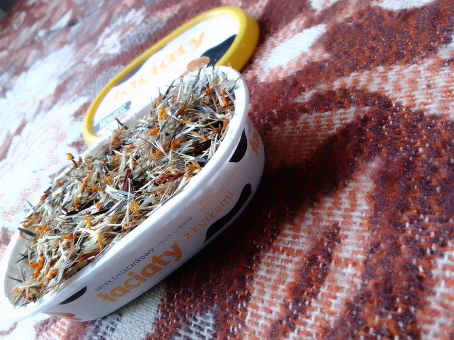 Чорнобривці матусині квіти